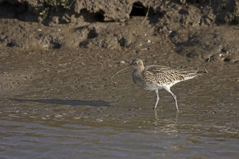 Eurasian Curlew