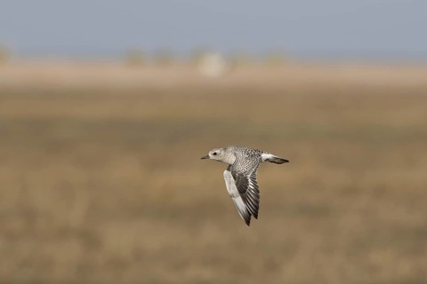 Grey Plover