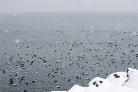 Common Eider