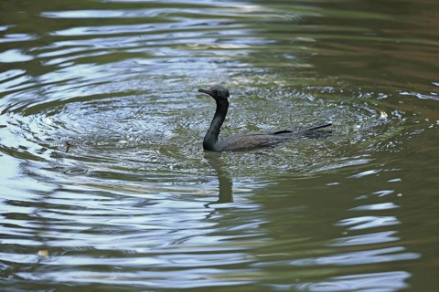 Indian Cormorant