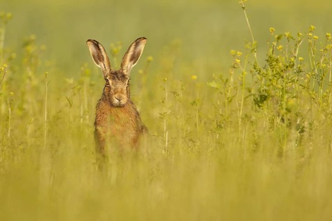 European Hare