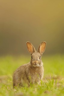 European Rabbit
