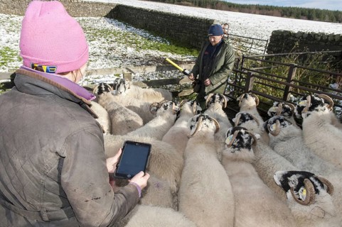 Shepherd using a stick reader to record tag numbers