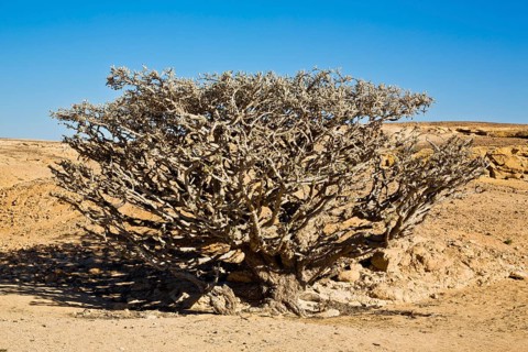 Incense trees in Wadi Doka