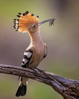 Hoopoe