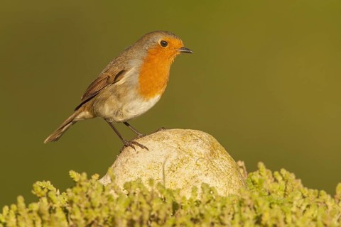European Robin
