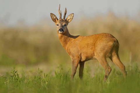 Western Roe Deer