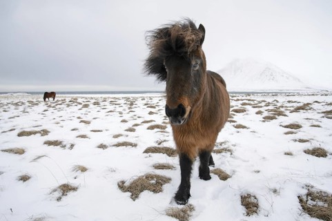 Horse