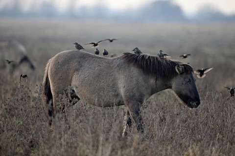 Konik Pony