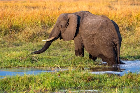 African elephant