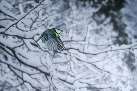 Blue tit