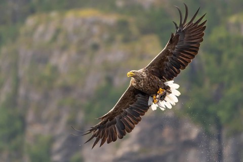 White-tailed eagle