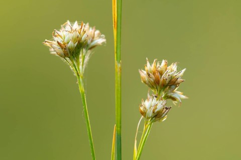 White beak-sedge