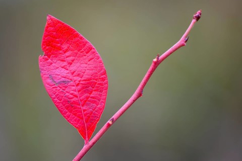 Red leaf of forest blueberry