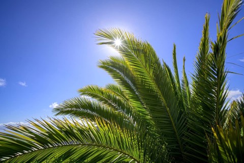Canary island date palm