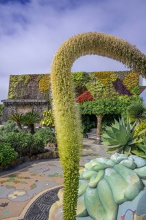 Flowering Dragon Tree Agave or lion's tail