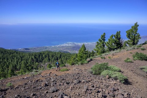 The canary island pine