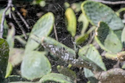 Spider web and tropical tent-web spider