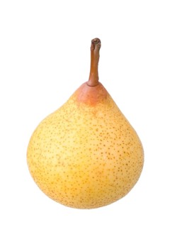 Pear variety Kirchensaller Mostbirne