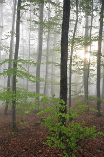 Sunning in a beech forest with new leaves