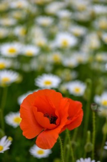 Flowering poppies and marguerites