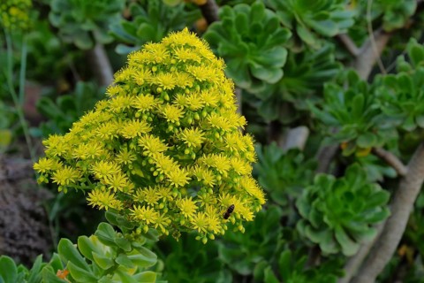 Yellow flower of tree aeonium