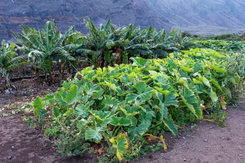 Banana