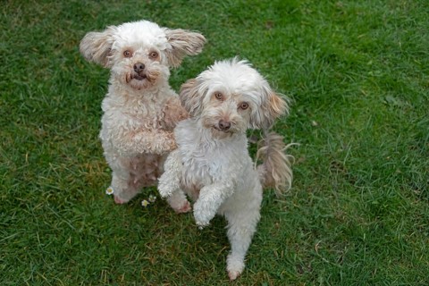 Two Bolonka Zwetna dogs sit up and beg