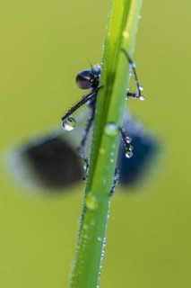 Banded demoiselle