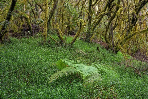 Fern and laurel forest at El Cedro