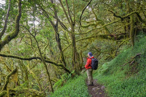 Woman standing in the laurel forest near El Cedro