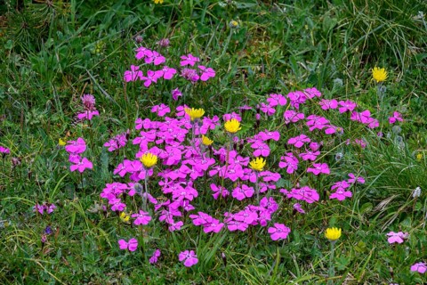 Wood pink