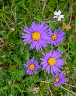 Alpine aster