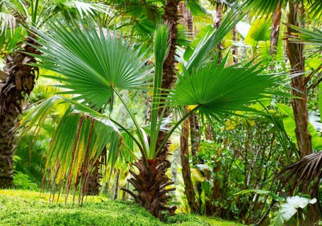 Tree ferns