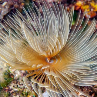 Close-up of tentacle crome of tubeworm screw table