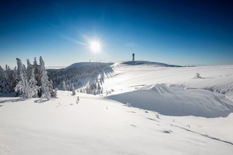 Snow-covered spruces