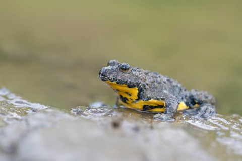 Yellow-bellied toad