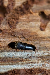 European spruce bark beetle