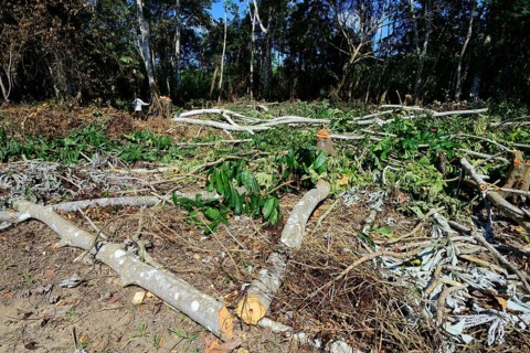 Man with machete cutting wood in the jungle