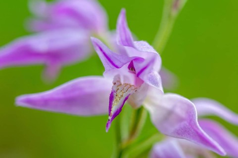 Helleborine