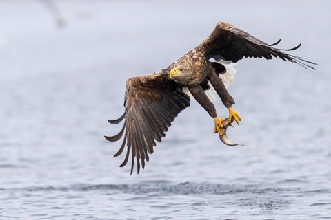 White-tailed eagle