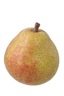 Pear variety Philips pear