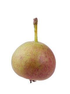 Pear variety Summerblood pear