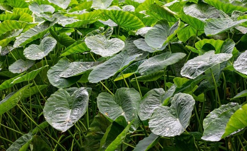 Butterbur