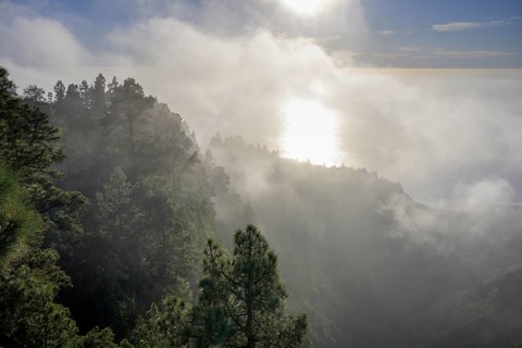Foggy atmosphere with Canary Island canary island pine