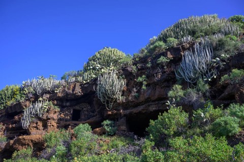 Canary island spurge