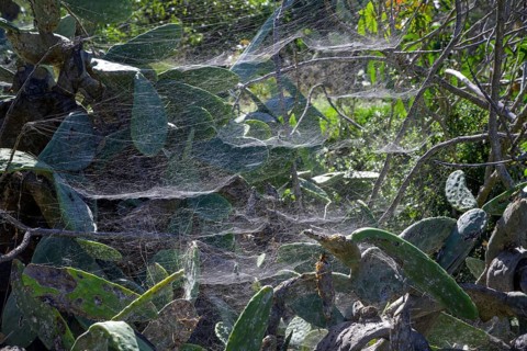 Spider web of the tropical tent-web spider