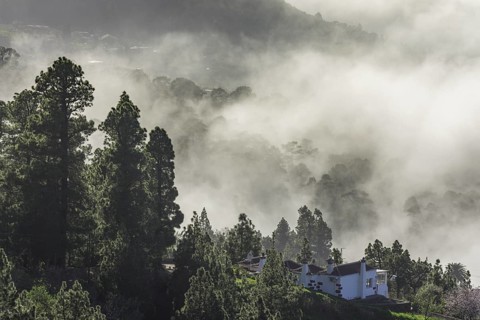 Clouds of mist drift over the forest of Canary Island canary island pine