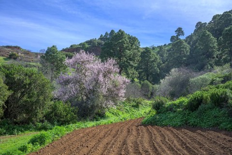 Freshly ploughed field and flowering almond tree