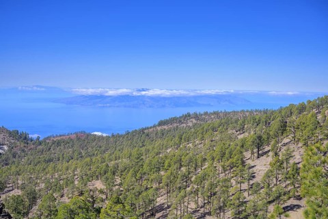 Forest with Canary Island canary island pine